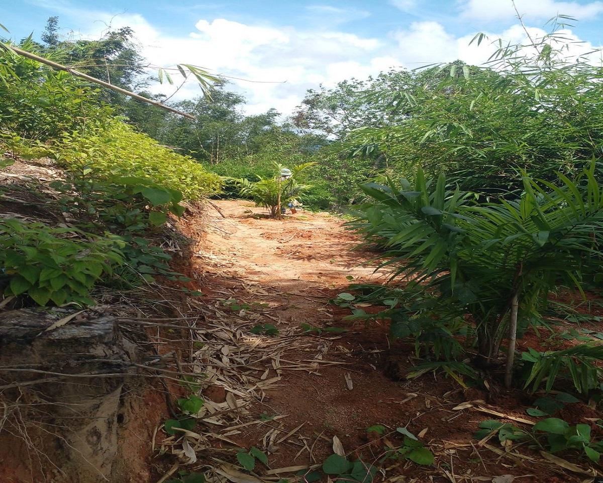 FHP-V4940 ท้ายเหมือง พังงา 