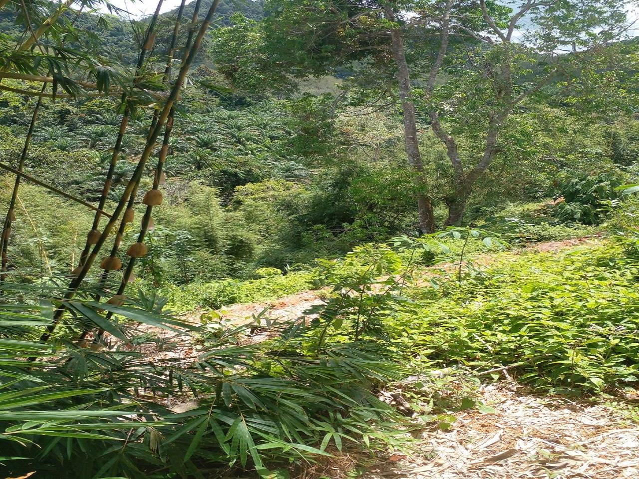 FHP-V4940 ท้ายเหมือง พังงา 