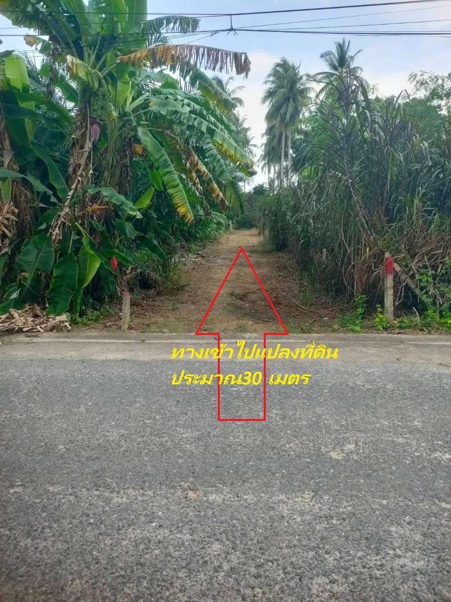 FHP-G5773 ตะกั่วทุ่ง พังงา 
