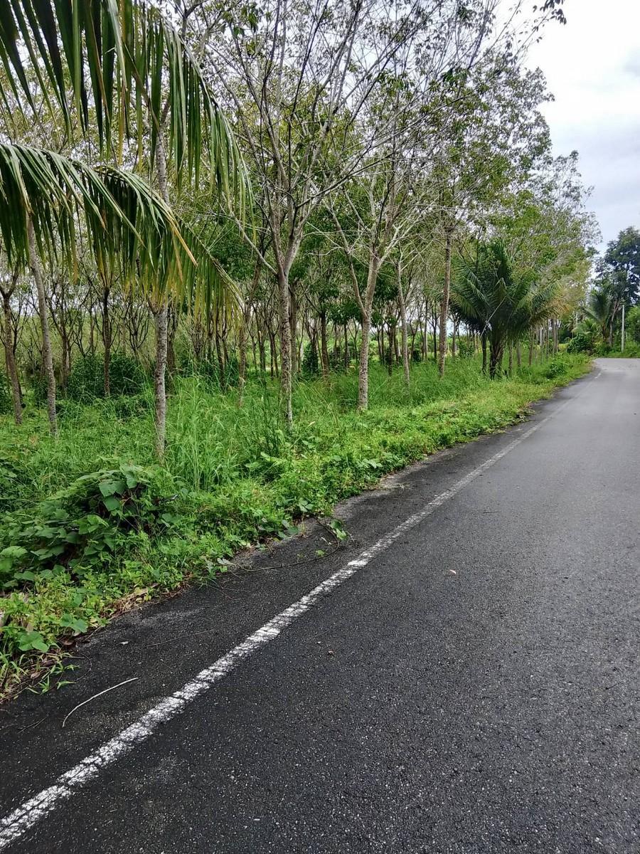 FHP-79396 ตะกั่วทุ่ง พังงา 