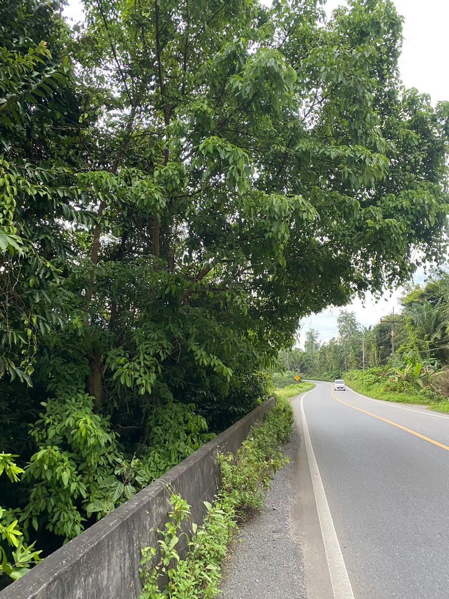 FHP-H3557 เมืองพังงา พังงา 