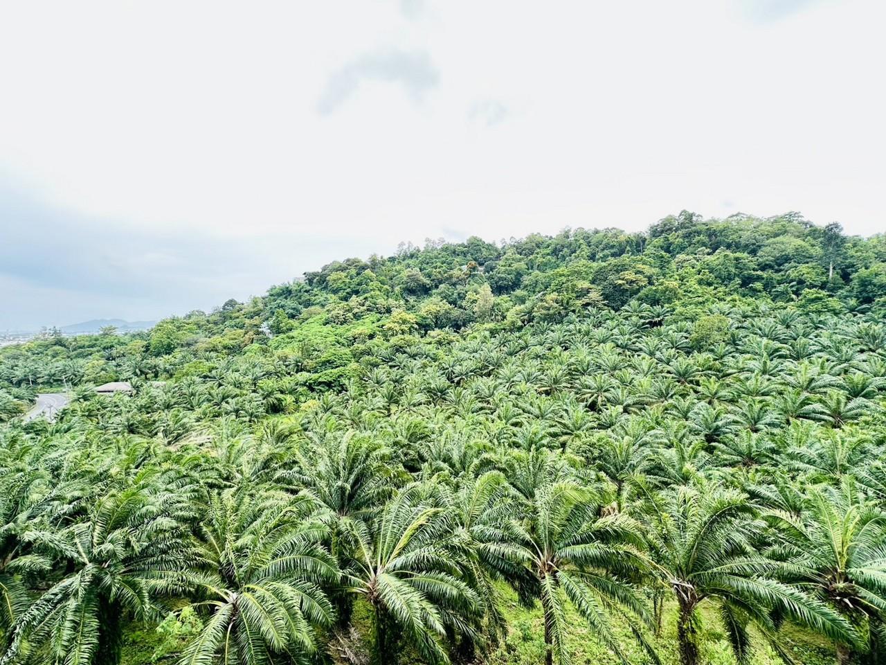 FHP-36871 เมืองภูเก็ต ภูเก็ต 